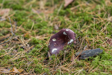 mushrooms in the forest