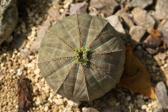 Euphorbia obesa, Euphorbiaceae, South Africa