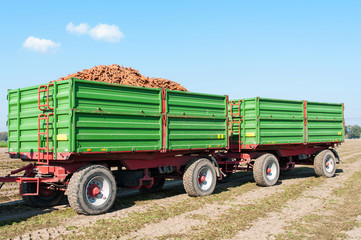 Carrot harvest