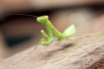 Mantis on the wood macro