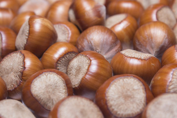 Hazelnut macro fill all frame background