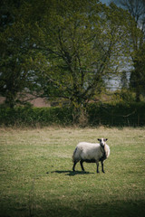 Obraz na płótnie Canvas White Sheep