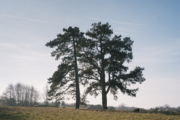 Sheep Field