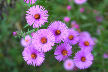 settembrini_  Aster Frikartii