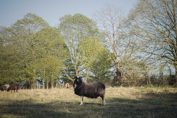Black Sheep