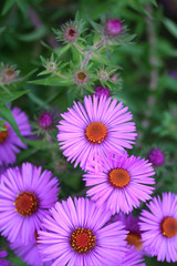 settembrini_  Aster Frikartii