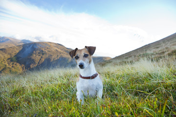 cute dog in the mountains beautiful landscape