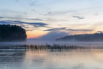 Foto op Canvas fog over a lake © Sveta_Aho