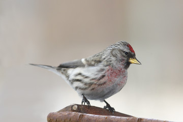 Redpoll on branch