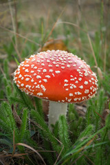 Red amanita mushroom