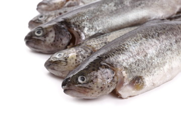 Five fresh rainbow trout on white background