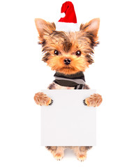 christmas dog as santa with banner