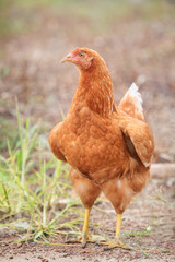 brown hen chicken standing in field use for farm animals, livest