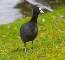 Eurasian Coot (Fulica atra)