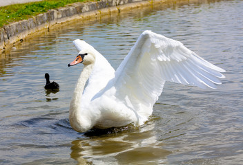 Graceful Swan