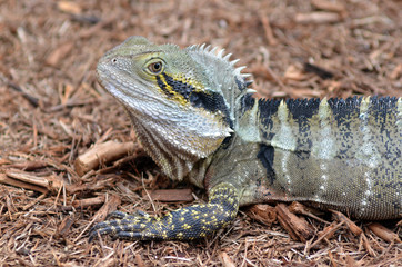 Australian Eastern Water Dragon