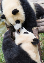 Obraz premium Pandas