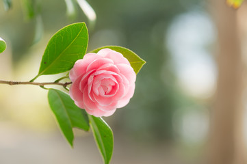 柔らかな乙女椿