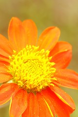 Zinnia flower