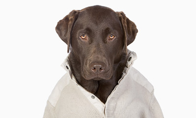 Handsome Chocolate Labrador in Trendy Cream Jumper against a Whi