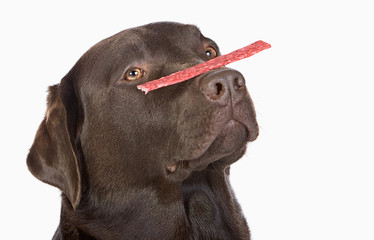 Chocolate Labrador Balancing a Treat on his Nose