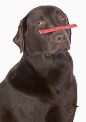 Chocolate Labrador Balancing a Treat on his Nose