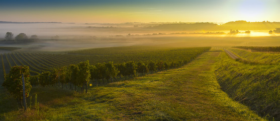 Vineyard Sunrise