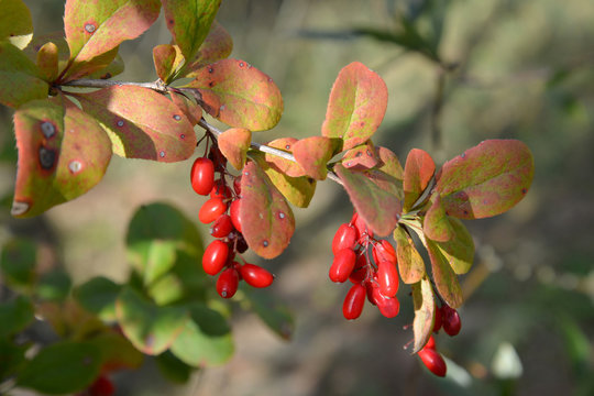 Branch of a barberry ordinary (Berberis vulgaris L.) with berrie