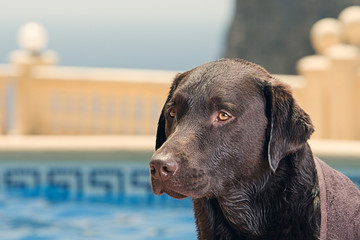 Labrador by Swimming Pool