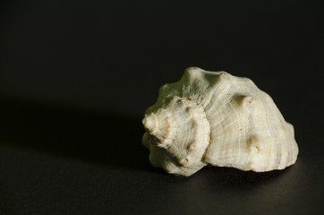 conch on dark background