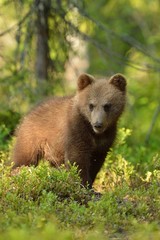 Naklejka na ściany i meble Brown bear cub portrait in forest