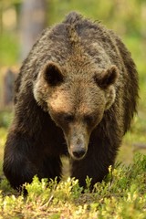 Fototapeta premium Big male brown bear walking in forest