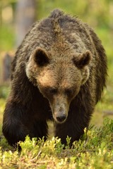 Big male brown bear walking in forest