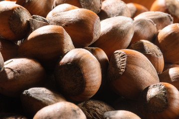 closeup of hazelnuts
