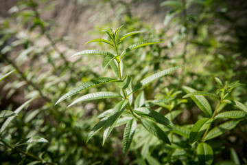 Verveine officinale