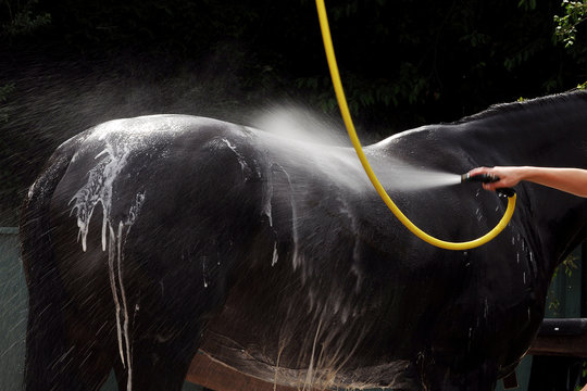 lavage de cheval