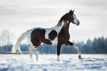 Obraz na płótnie Canvas Beautiful horse trot in the snow in field in winter