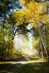 art Beautiful morning in the misty autumn forest with sun rays