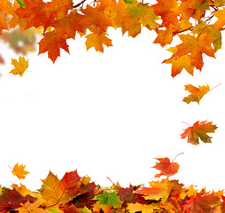 Autumn falling leaves isolated on white background