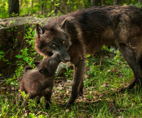 Black Wolf Pup (Canis lupus) Licks Mother's Mouth