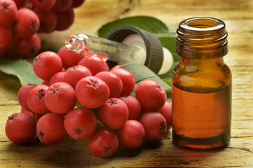 Sorbus Mehlbeeren Sorbo Jarząb Рябина Reyniviður