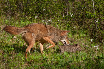 Naklejka na ściany i meble Pup and Adult Coyote (Canis latrans) on the Prowl