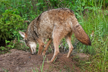 Naklejka na ściany i meble Coyote (Canis latrans) Digs at Den Site