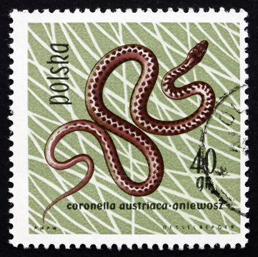 Postage stamp Poland 1963 Smooth Snake, Reptile