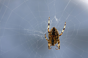 Spider on a web
