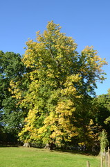 Large chestnut tree