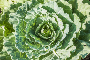 close-up of fresh cabbage in the vegetable garden