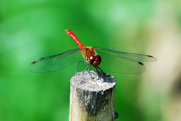 Dragonfly rest on the stake