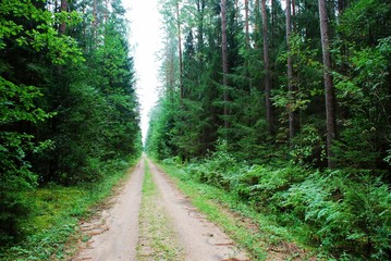 Green forest and road at summer time