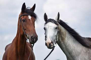 Two horses, white and chesnut